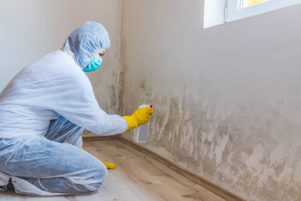Licensed Commercial Mold Remediation service in East Northport, NY - WQB Mold Removal
